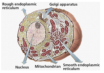 1552_cell wall.png